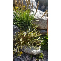 Cerastium