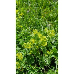 ALCHEMILLA glaberrina