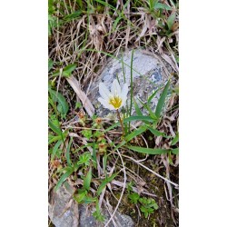 GAGEA serotina