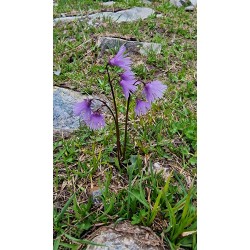 SOLDANELLA alpina