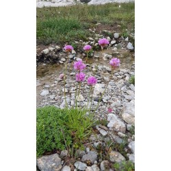 Armeria alpina