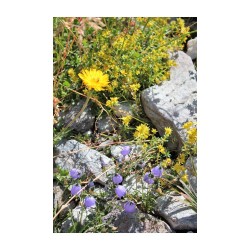 Campanula cochlearifolia
