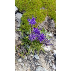 Phyteuma globulariifolium
