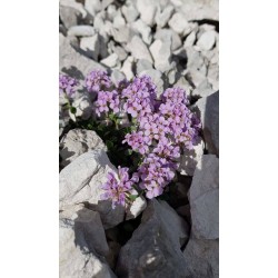 Thlaspi rotundifolium